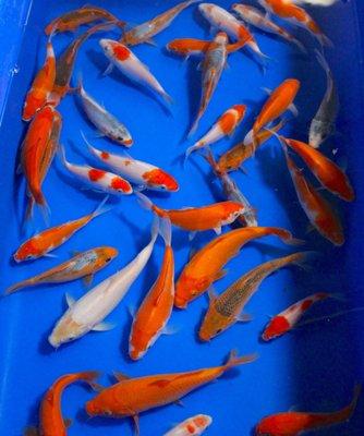 Miami Fish Garden And Hatchery