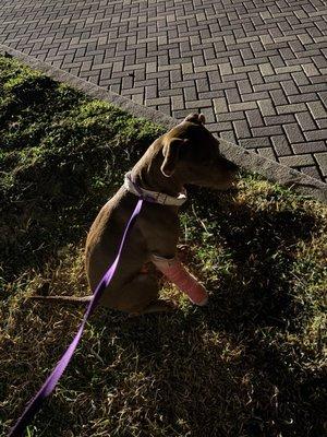 Deer Run Animal Hospital