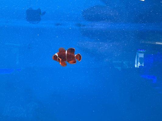 Tank Smart Aquariums