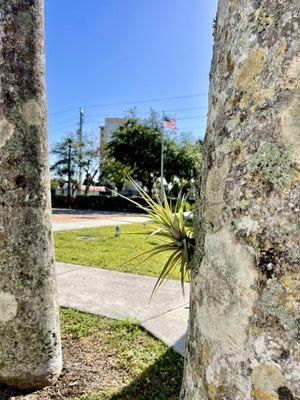Air Plants All Over the Park!