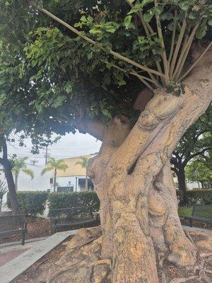 Old Town Park At Seal Beach