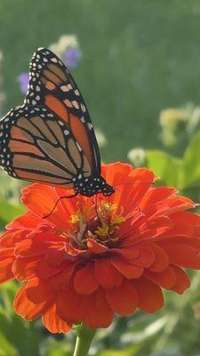 University of Northern Iowa