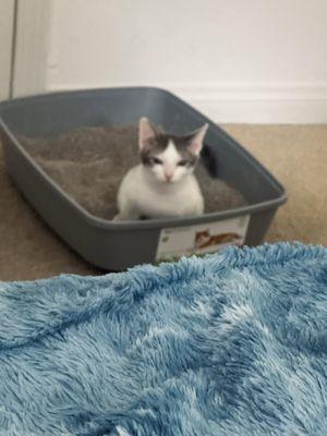 Newport Hills Animal Hospital