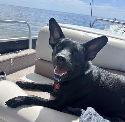 Lafayette Animal Emergency Clinic