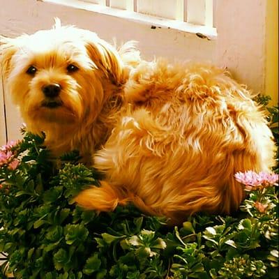 Annie's Gold Antiques & Collectibles