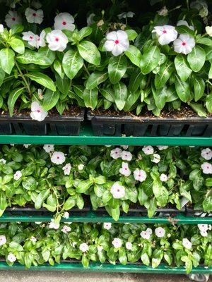 Ridgeway Garden Center