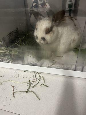 Texas Avian & Exotic Hospital