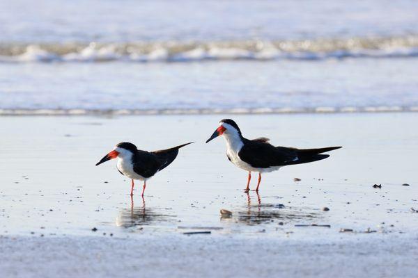 Charleston Outdoor Adventures