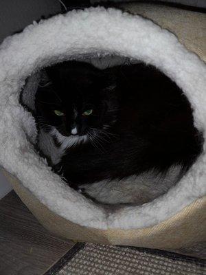 Lestat's Angelic Pet Services