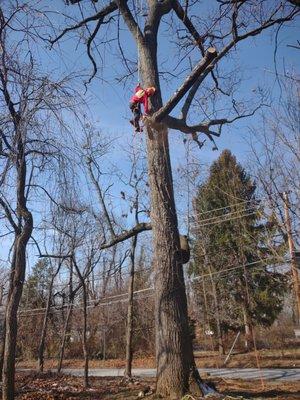 American Tree Expert