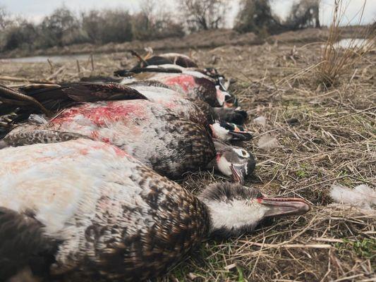 Spectrum Lures Outfitters