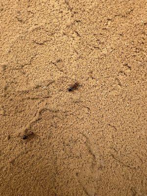 Alamo Termite & Pest Control