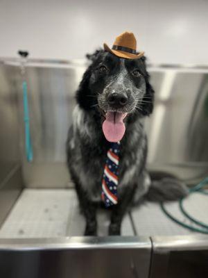 Fresh Paws Mobile Spa