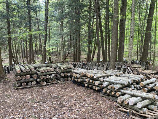 Come to visit our Shiitake mushroom yard to check out our production!