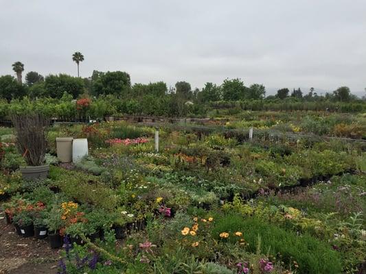 Green Thumb Growing Grounds acres and acres of incredible plants.