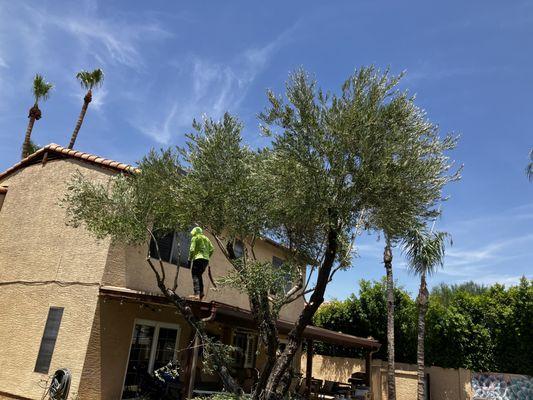 Az New Leaf Landscaping