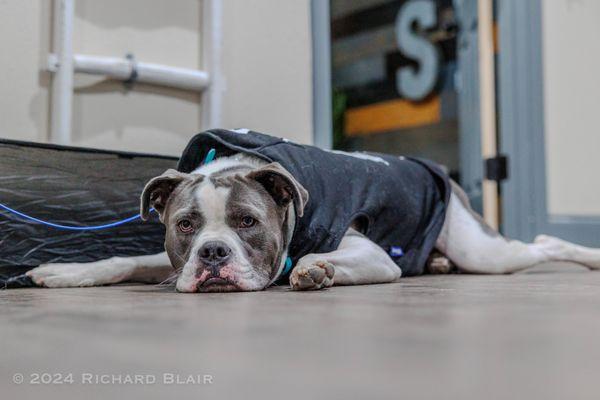 Wild at Heart Canine Academy