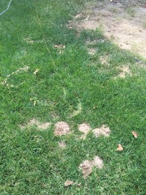 This area was never touched by gophers in the 8 years I owned the home during their 3-6th service it was a war zone