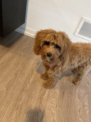 Somerset Dog Grooming