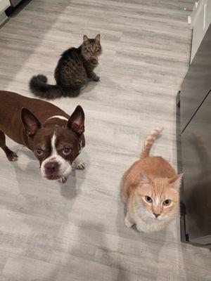 Hot Dogs N Cool Cats Pet Sitting