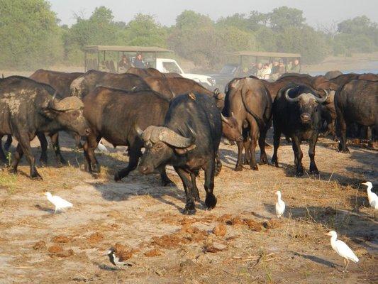 Southern Dynasty Safaris