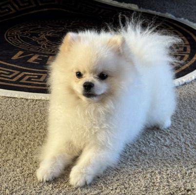 The dog which made the doctor so frightened from her bite, so he could not made the right exam and put the right diagnosis