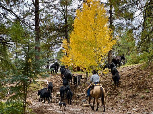 Marcie Lewis - Jann C Pitcher Real Estate