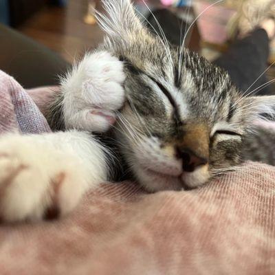 The cat these people don't care about