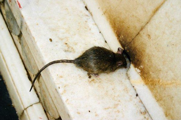 Rodent Prevention Services