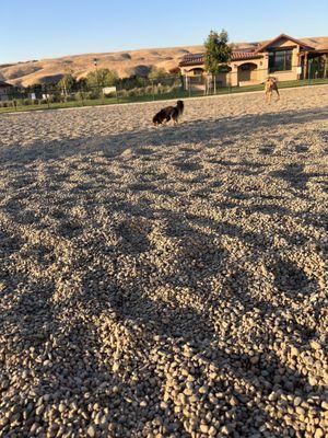 Dog park