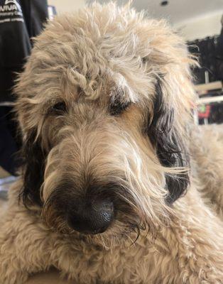 Julian's Pet Grooming