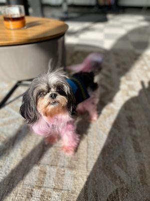 Salon dog "beep beep"!