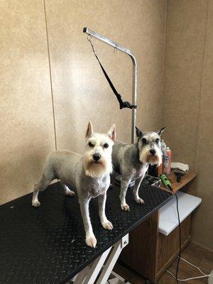 Little PAW'S Dog Salon