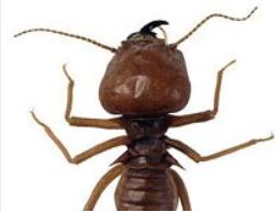 Year Around Termite & Pest Control