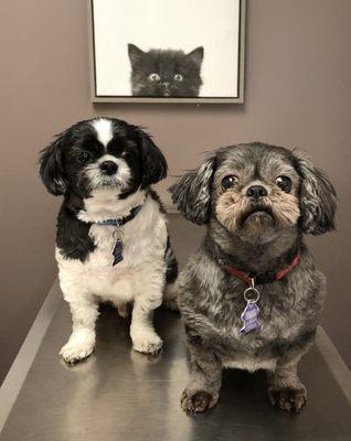 Fred & Duke in an exam room