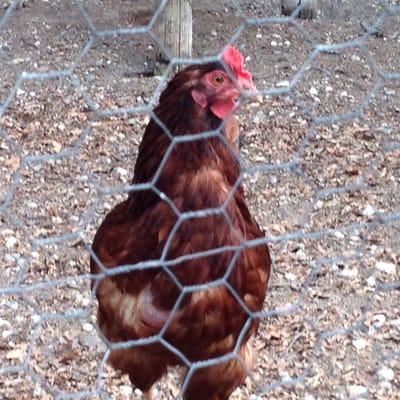 Rika's Roadhouse & Landing