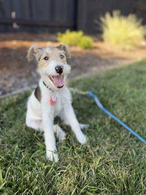 Release the Hound: Larson K9