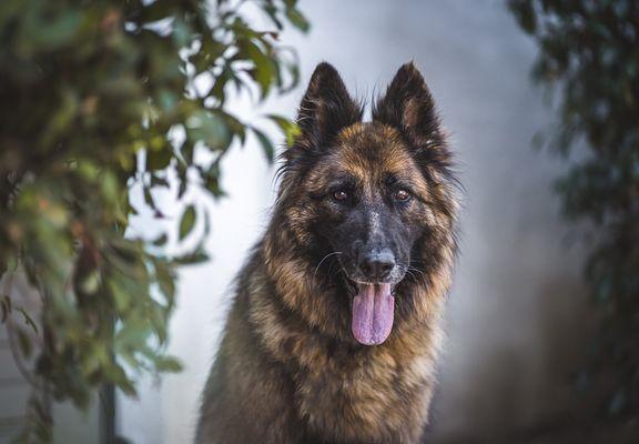 Belle, former reacue of AGWC