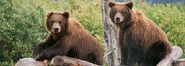 Grizzly cubs