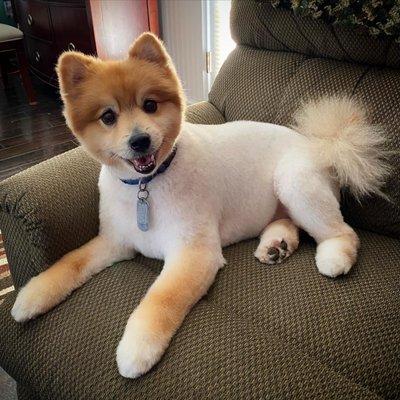 Rubber Ducks And Clean Pups