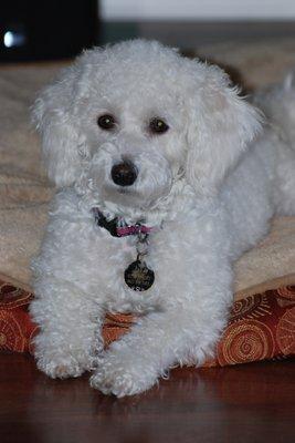 Small Animal Housecalls