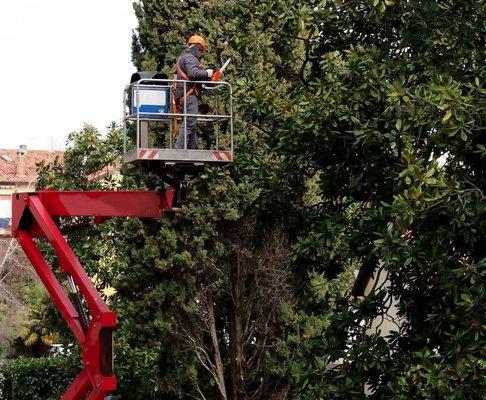 Tree Drop Landscaping