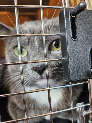The Animal Hospital at Liberty Highway
