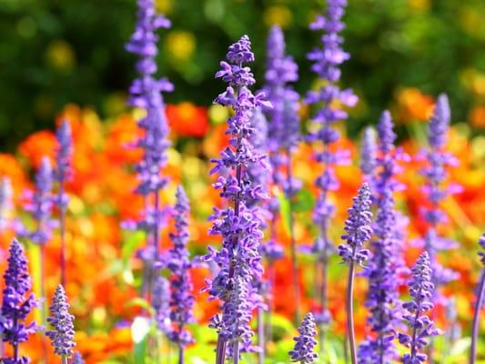 Cutting Edge LawnCare & Landscape