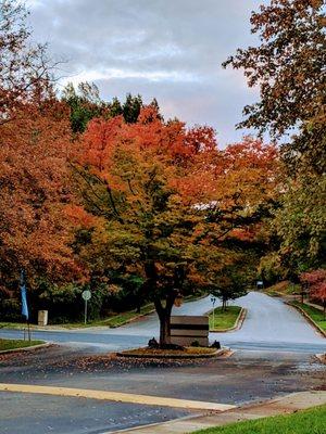 I got 49 likes on MeWe for this picture.