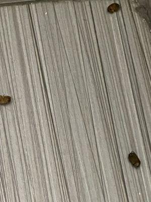 Super 8 by Wyndham Idabel