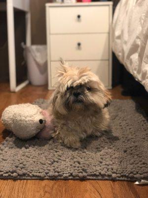 Westfield Veterinary Group