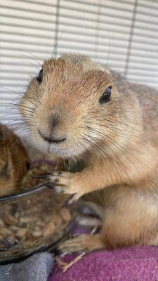 4 paws palace sanctuary