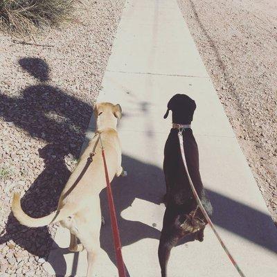 ABC Certified Dog Training