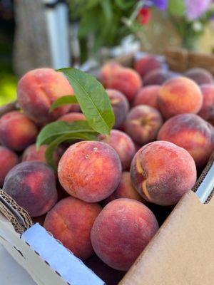 Salida Farmers Market